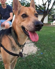 Oreo - Mixed Breed Dog