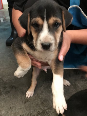 Puffy - Mixed Breed Dog