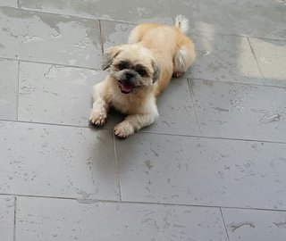 Scott (Adopted) - Shih Tzu Dog