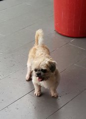 Scott (Adopted) - Shih Tzu Dog