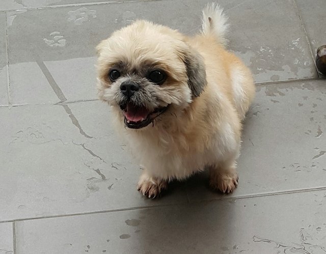 Scott (Adopted) - Shih Tzu Dog