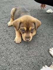 Short Tailed Puppies - Mixed Breed Dog