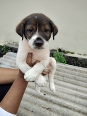 Short Tailed Puppies - Mixed Breed Dog