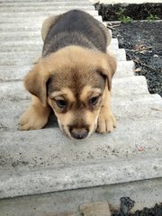 Short Tailed Puppies - Mixed Breed Dog