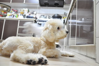 Rusk - Poodle Dog