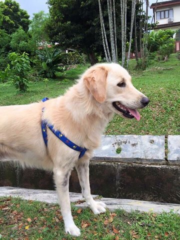 Snowie- - Golden Retriever + Labrador Retriever Dog