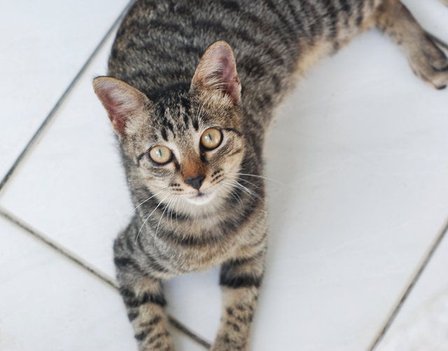 Smokey - Domestic Short Hair + Tabby Cat