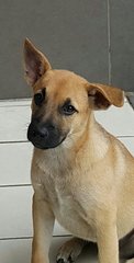 Scooby  (Plz See Video) Adopted - Mixed Breed Dog