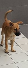 Scooby  (Plz See Video) Adopted - Mixed Breed Dog