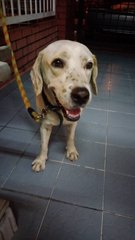 Labrador / Beagle Mixed - Labrador Retriever + Beagle Dog