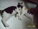 Cats-baby,manja,comel. - Tortoiseshell + Calico Cat