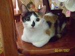 Cats-baby,manja,comel. - Tortoiseshell + Calico Cat