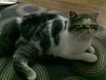 Chriss  - Exotic Shorthair Cat