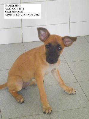 Simi - Mixed Breed Dog