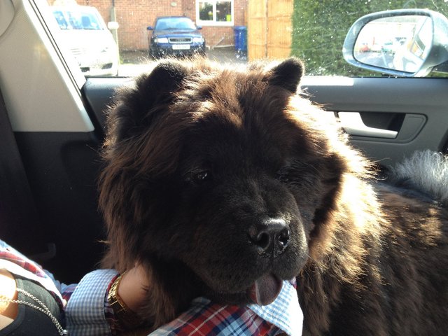 Poppy - Chow Chow Dog