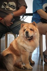 Holly - Chow Chow Dog