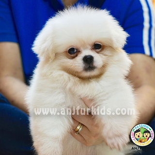 Cream White Pom1eranian Mix Pekingese - Pomeranian + Pekingese Dog