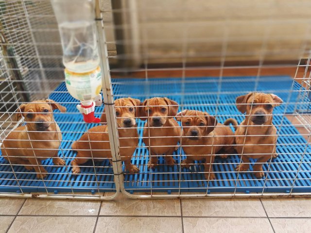 Ngan, Booi, Huan &amp; Look - Dachshund + Pug Dog