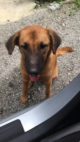 Brown Girl - Mixed Breed Dog