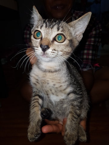 Brown Mackeral Kitten - Domestic Short Hair Cat