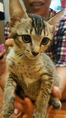 Brown Mackeral Kitten - Domestic Short Hair Cat