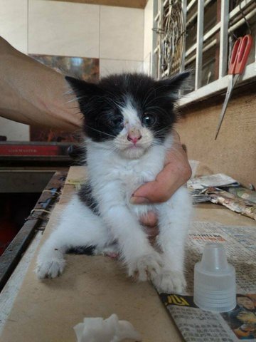 Blackwhite Kitten - Domestic Short Hair Cat