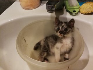 Just chillin in the sink 