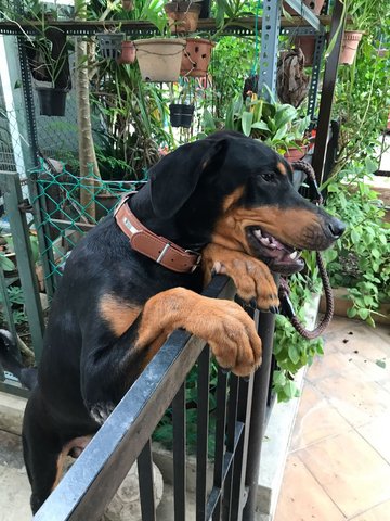 Doberman Pinscher + Rottweiler Puppy For Adoption - 6 Years 6 Months ...