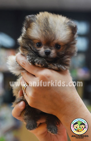 Quality Tiny Fe1male Pomeranian Puppy - Pomeranian Dog