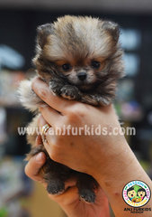 Quality Tiny Fe1male Pomeranian Puppy - Pomeranian Dog