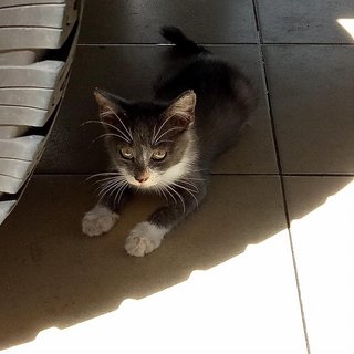 Gandalf The Gray - Domestic Long Hair + Siamese Cat