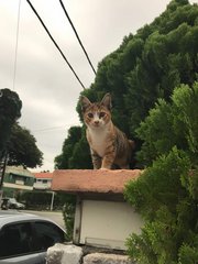 Si Kecik - Domestic Short Hair Cat