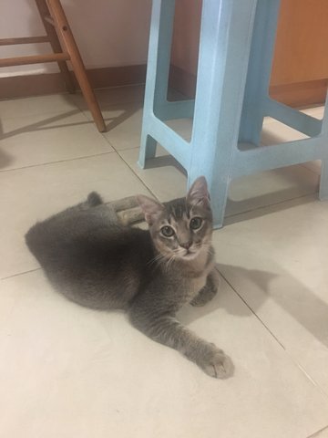 Hong Hong - Tabby Cat