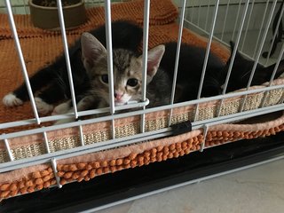 Tommy, Tom And Tiger  - Domestic Long Hair + Domestic Medium Hair Cat