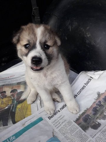 Chewy Bear - Mixed Breed Dog