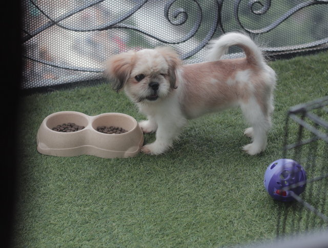 Maximus - Shih Tzu Dog