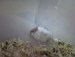 Cute Baby Winter Normal Hamsters - Short Dwarf Hamster Hamster