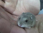 Cute Baby Winter Normal Hamsters - Short Dwarf Hamster Hamster