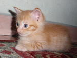 Ginger - Domestic Short Hair Cat