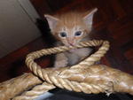 Ginger - Domestic Short Hair Cat