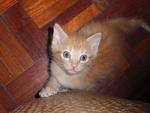 Ginger - Domestic Short Hair Cat