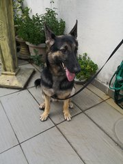 Sonje - German Shepherd Dog Dog