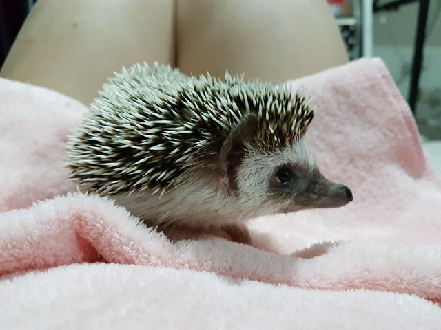 Waffle - Hedgehog Small & Furry