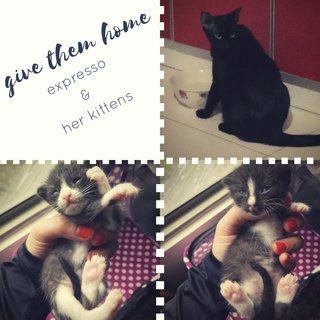 Charming Expresso And Kitties - Domestic Short Hair + Domestic Medium Hair Cat