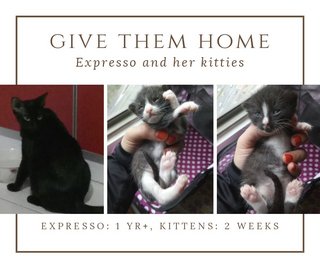 Charming Expresso And Kitties - Domestic Short Hair + Domestic Medium Hair Cat