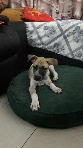 4 Months Male Puppy - Mixed Breed Dog