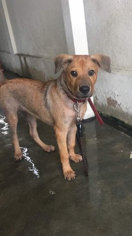 Terry - Mixed Breed Dog