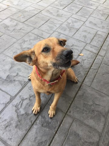 Lily - Mixed Breed Dog