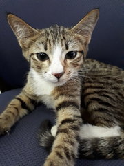 Rare 3-color Male Tabby (Free Neuter) - Domestic Short Hair Cat