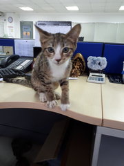 Rare 3-color Male Tabby (Free Neuter) - Domestic Short Hair Cat